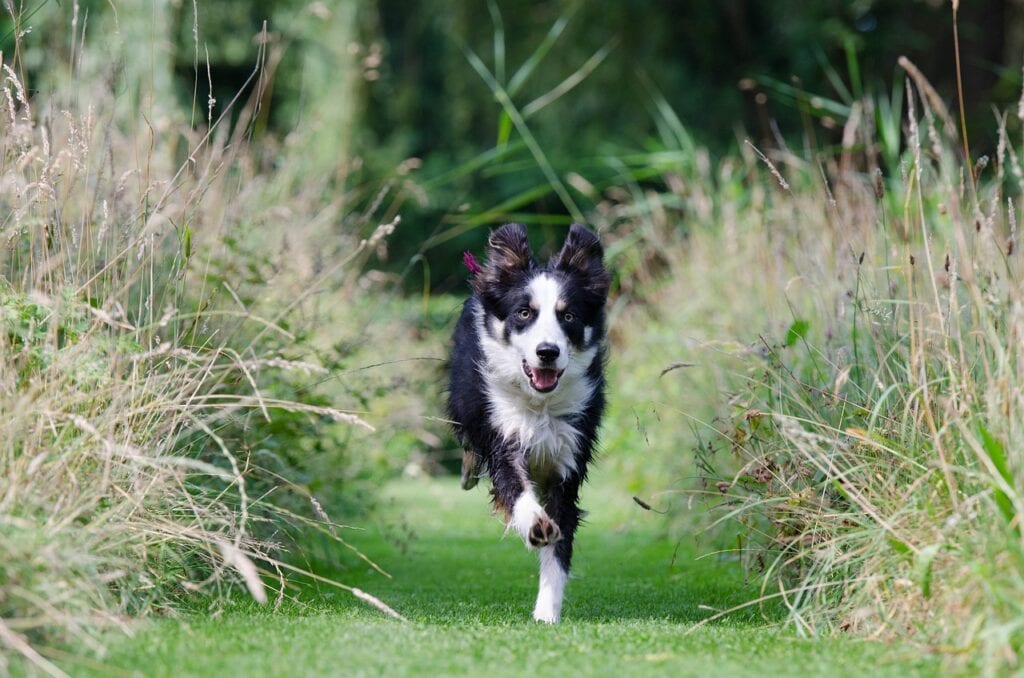 border collie, running dog, call up
